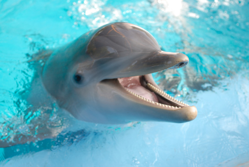 Playful Atlantic Bottlenose Dolphin Swimming in Blue Waters swimming right