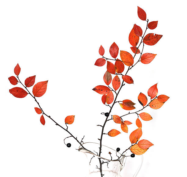 秋のブランチ - bouquet flower autumn vase ストックフォトと画像