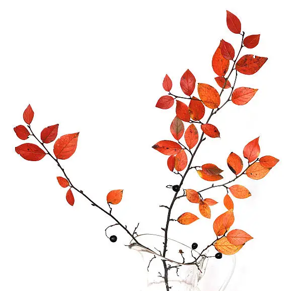 Photo of Autumn branch