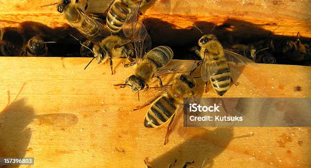 Bees Al Tramonto - Fotografie stock e altre immagini di Ape - Ape, Sciame di insetti, Miele - Dolci