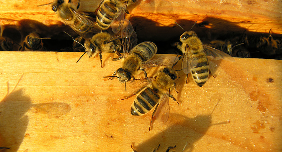 Two drone bees on a beeswax comb within a national beehive.