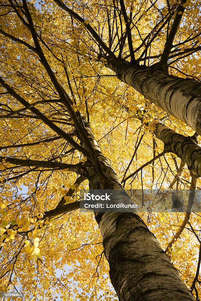 Herbst birch grove - Lizenzfrei Herbst Stock-Foto