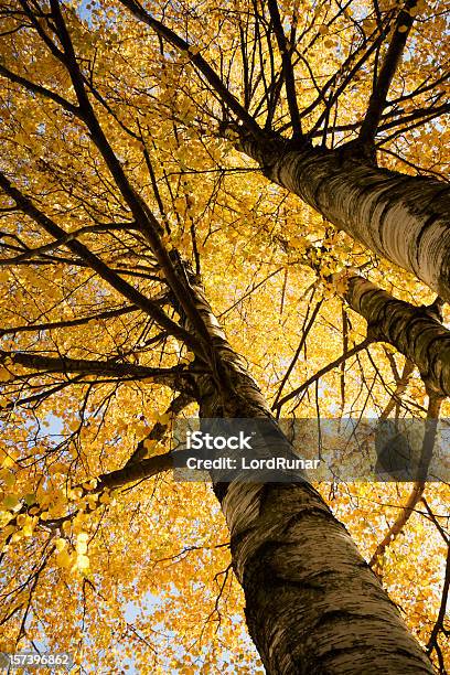 Herbst Birch Grove Stockfoto und mehr Bilder von Herbst - Herbst, Baumkrone, Drei Gegenstände