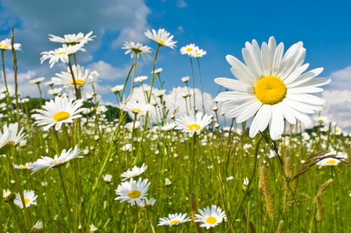 Cosmos Flowers Against Clear Blue Sky