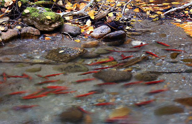 saumon frayant - landscape canada north america freshwater fish photos et images de collection