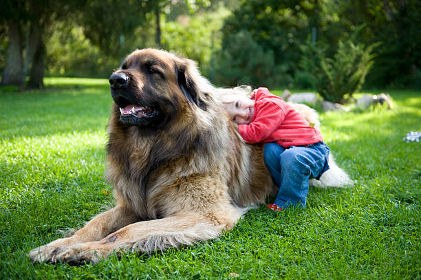 A Golden Shepherd dog walking outside in a sunny spring day.