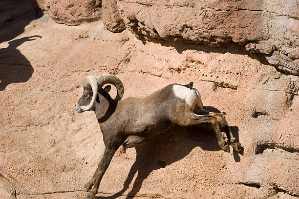 砂漠オオツノヒツジ-神話 - bighorn sheep sonoran desert animal sheep ストックフォトと画像