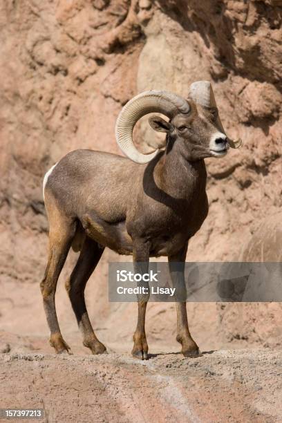 Desert Owca Kanadyjska - zdjęcia stockowe i więcej obrazów Owca kanadyjska - Owca kanadyjska, Cała postać, Fotografika