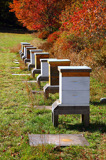 Row of man made honey bee boxes stock photo