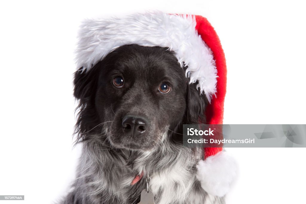 Weihnachten Mutt - Lizenzfrei Weihnachten Stock-Foto