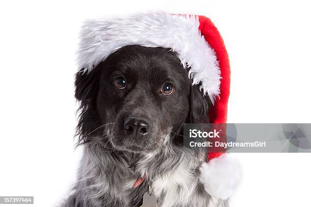 Weihnachten Mutt Stockfoto und mehr Bilder von Weihnachten - Weihnachten, Hund, Hut