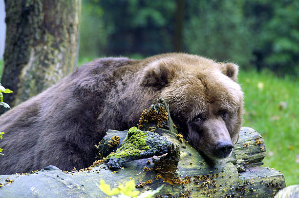 Sad brown bear stock photo