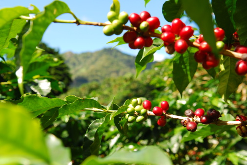 A coffee bush in the mountains of Panama is ready to be picked.  Focal point is on lower branch.