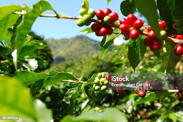 Tomates Café Cherries - Fotografias de stock e mais imagens de Café - Colheita - Café - Colheita, Quinta, Agricultura