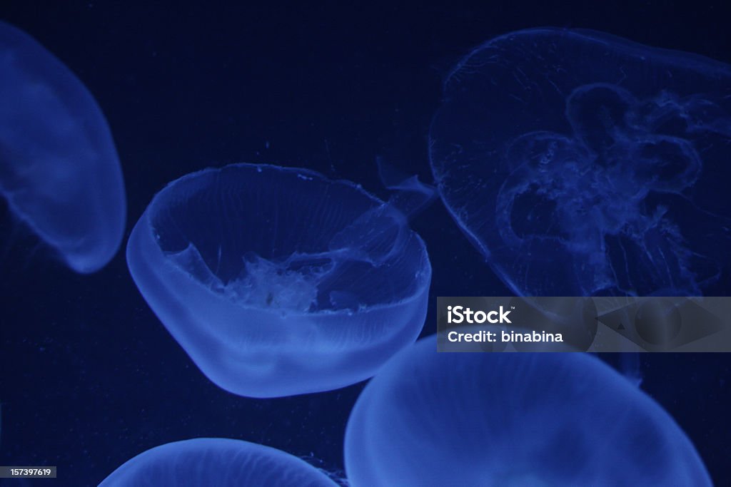 Méduse bleu - Photo de Monde marin libre de droits