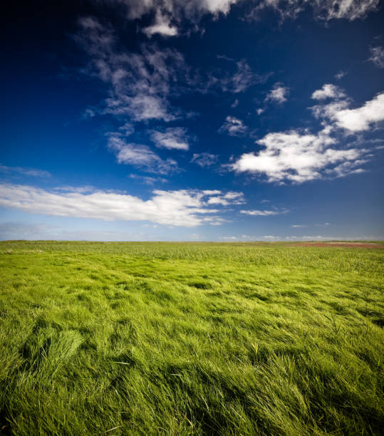 istock Green gras XXL 157397758