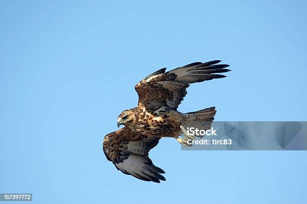 Galapagos Hawk In Flight Blue Sky Stock Photo - Download Image Now - Animal Wing, Close-up, Hawk - Bird