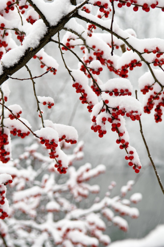 Red rowan in winter under the snow. Winter Concept background