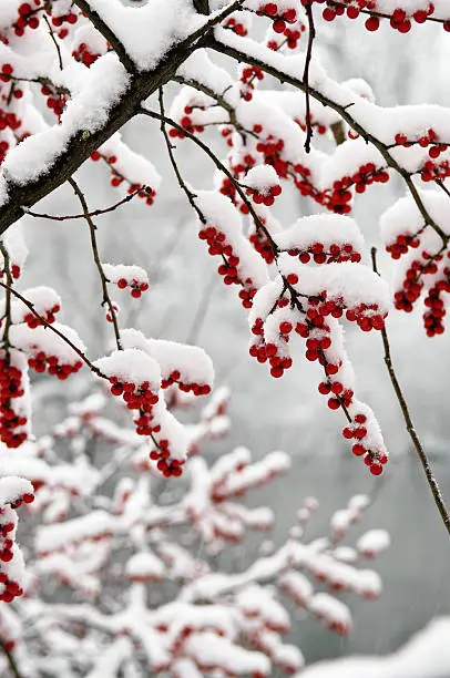 Photo of Snow Covered Berries