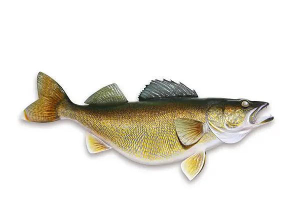 Huge trophy walleye, isolated on white with clipping path.