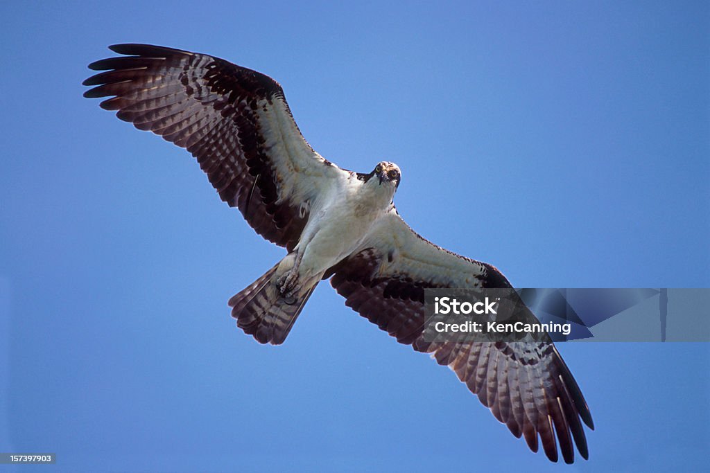 「Osprey 飛ぶ - アメリカ南部のロイヤリティフリーストックフォト