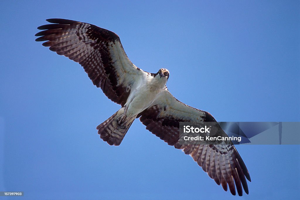 Osprey voando - Foto de stock de América do Norte royalty-free