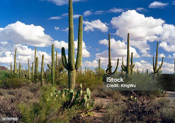砂漠の景観 - ソノラ砂漠のストックフォトや画像を多数ご用意 - ソノラ砂漠, ツーソン, アリゾナ州