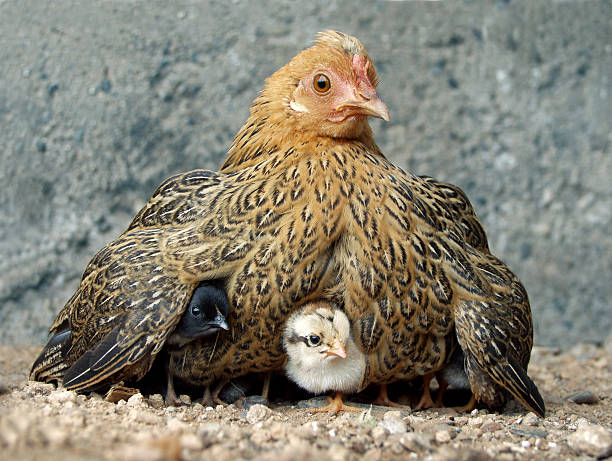 gallina con chicks - brooder foto e immagini stock