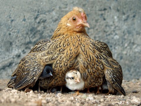 Hen with chicks.