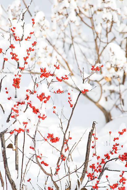 holly bagas (winterberry) no inverno - winterberry holly imagens e fotografias de stock