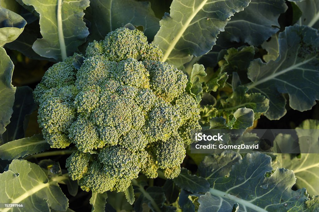 Close-up Organic Brokkoli Cluster wachsen im Feld - Lizenzfrei Brokkoli Stock-Foto