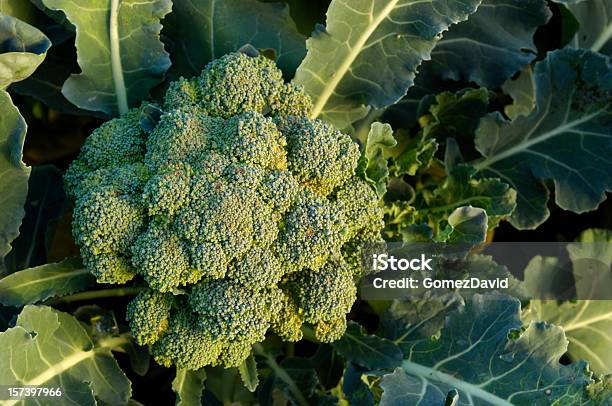 Closeup Organic Brokkoli Cluster Wachsen Im Feld Stockfoto und mehr Bilder von Brokkoli - Brokkoli, Ansicht aus erhöhter Perspektive, Landwirtschaft