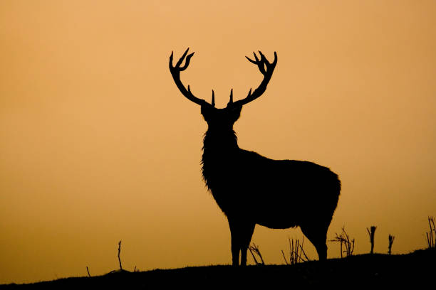 Reindeer stock photo