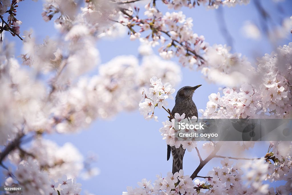 Oiseau de printemps - Photo de Arbre libre de droits