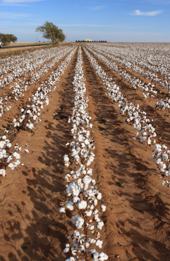 Rows of cotton ready for harvest outside Lamesa, Texas on I-180 (south of Lubbuck, Texas)