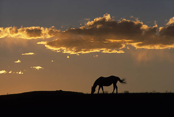 istock Grazing Horse at Sunset 157398167