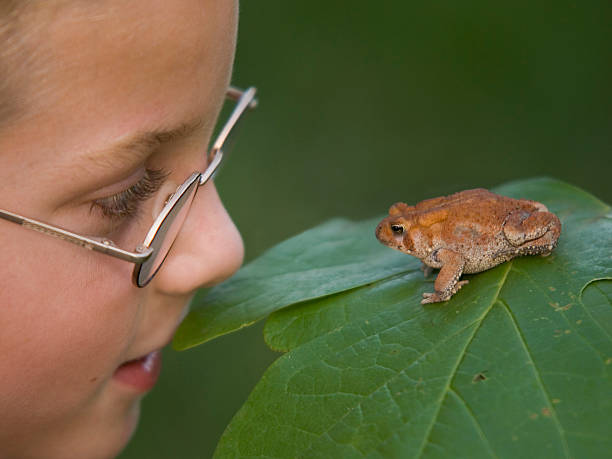 мальчик & лягушка на лист глядя друг на друга, - camouflage animal frog tree frog стоковые фото и изображения