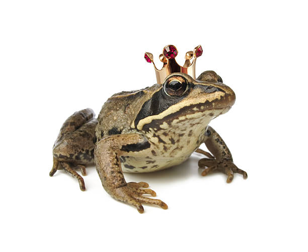 Frog wearing a crown against white background isolated frog prince prince royal person photos stock pictures, royalty-free photos & images