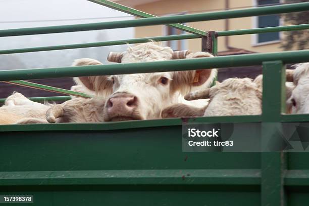 Capi Base Al Mercato - Fotografie stock e altre immagini di Bovino - Bovino, Bovino domestico, Animale