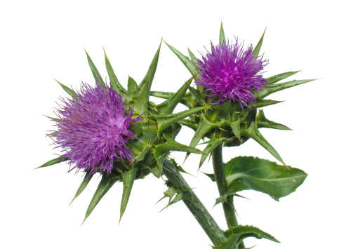 Flowering thistle or carduus, wild plant with winged and spiny stem and leaves close-up. Isolated branch on white background. Emblem of Scotland. Medicinal plant.
