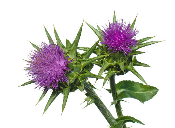 milk thistle  thistle stock pictures, royalty-free photos & images