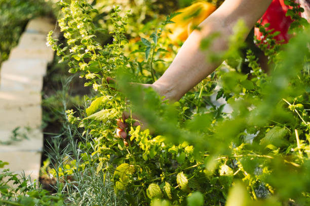 istock Summer gardening - growing, cultivating and trimming plants 1573984407