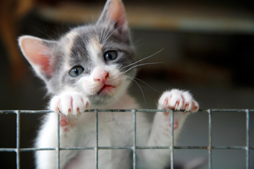 Kitten grabbed on the wire fence, looking unhappy and lonely.