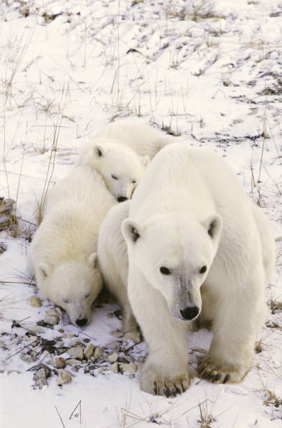 Polar Bear and Two Cubs stock photo