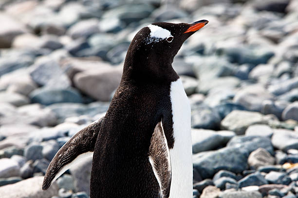 eselspinguin - pebble gentoo penguin antarctica penguin stock-fotos und bilder