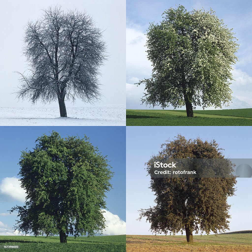 Грушевое дерево в Четыре Сезоны (изображения, размер XXL - Стоковые фото Весна роялти-фри