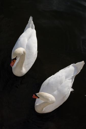 a large number of white swans on the lake in summer, many white swans are fed by people in sunny weather