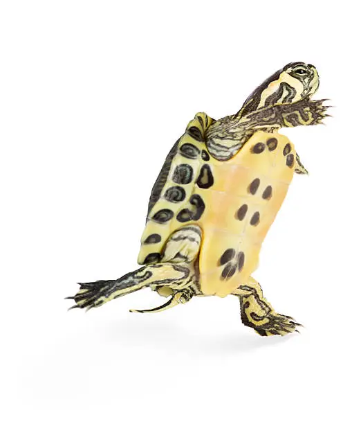 A running turtle,,  with detailed clipping path excluding shadow