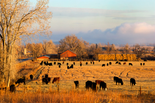 Cows grazing on Colorado ranch.