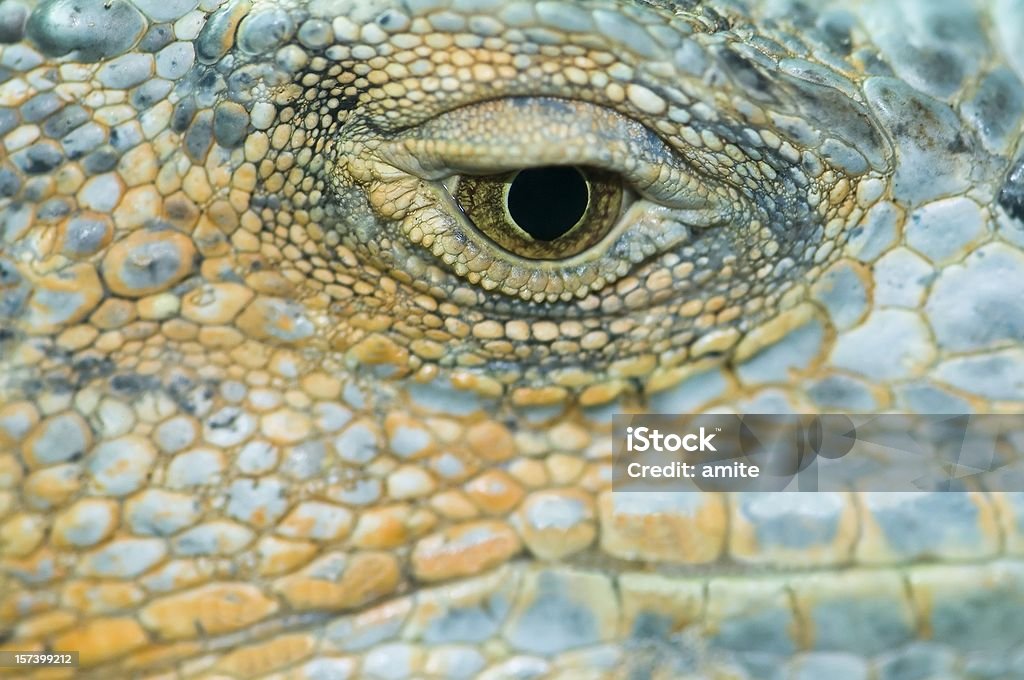 iguana Olho - Royalty-free Animal Foto de stock